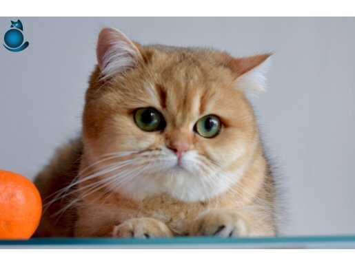 Yavrularıyla beraber Safkan British Shorthair kedi 
