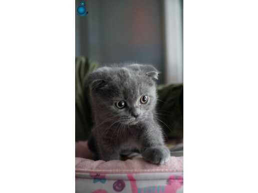 2 aylık dişi yavrular, veteriner kontrolünde