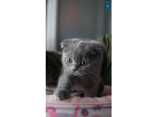 2,5 aylık sağlık kontrollü yavrular 