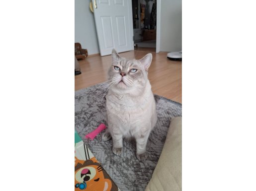 İyi bakabilecek bir aile istiyoruz