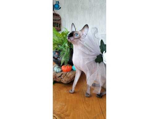 Yetişkim dişi kanada sfenks