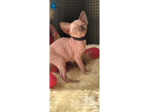 WRİNKLES SPHYNX