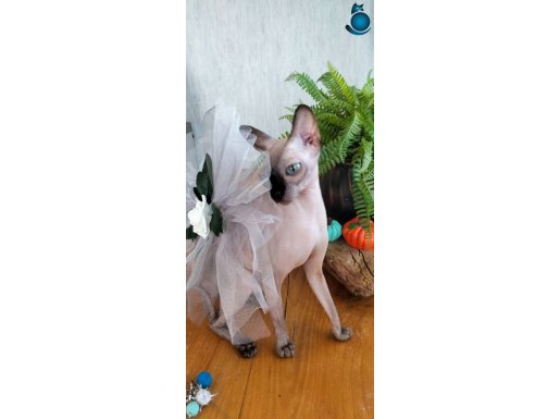 Yetişkin dişi kanada sfenks