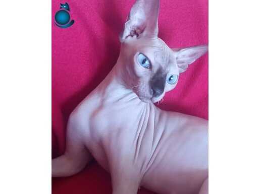 Yetişkin Dişi Sphynx Kedisi