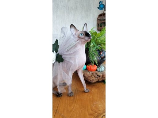 Yetişkin dişi kanada sfenks