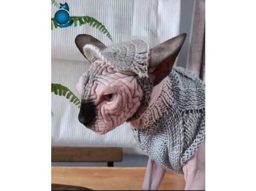 Yetişkin erkek kanada sfenks