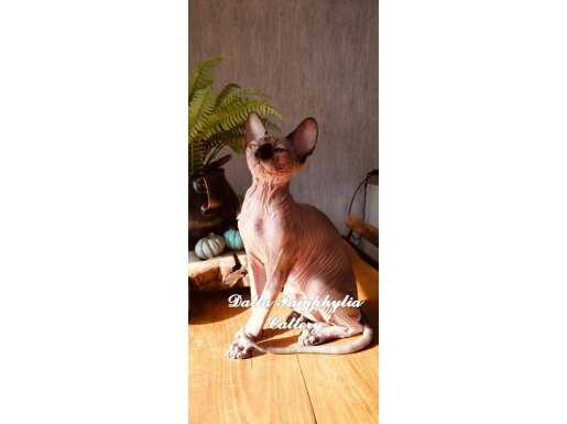 Buruşuk tenli kanada sfenks