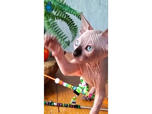 Kanada sfenls 