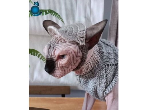 Secereli yetişkin buruşuk tenli kanada sfenks