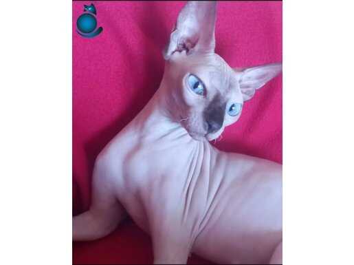 Kısır yetişkin dişi kanada sfenks