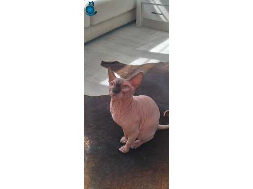 Yetişikin erkek kanada sfenks