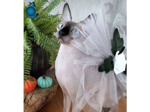 Yetişkşn dişi kanada sfenks