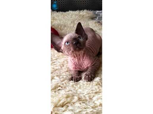 Buruşuk tenli kanada sfenks 