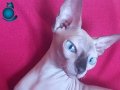 Yetişkin Dişi Sphynx Kedisi