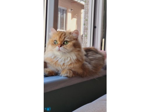 Full Şecereli Uygun Dişi