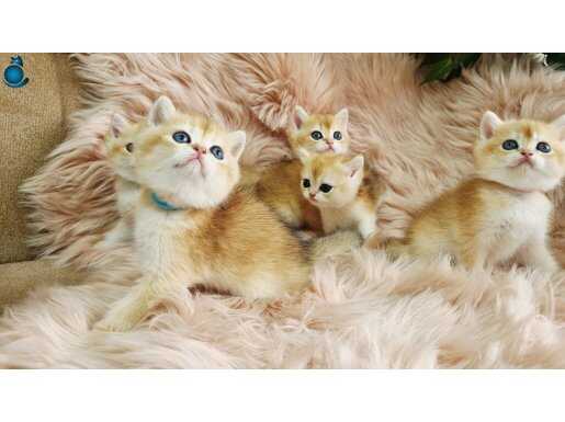 Full Şecereli Erkek ve Disi British Yavrular