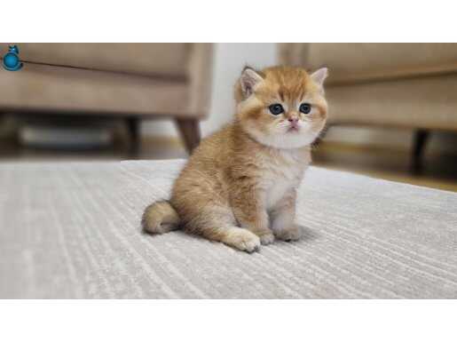 British Longhair ve Shorthair Yavrular