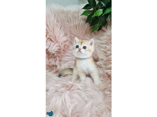 Full şecereli british Shorthair Ny12 