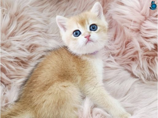 British Golden Yavrular