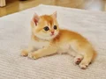 British Shorthair Yavrular