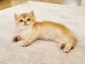British Shorthair Yavrular