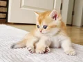 British Shorthair Yavrular