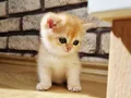 British Shorthair Yavrular
