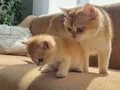 British Shorthair Yavrular