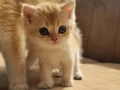 British Shorthair Yavrular