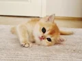 British Shorthair Yavrular