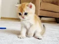 British Shorthair Yavrular