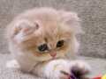 British Longhair 2 aylik erkek 