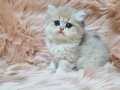 British Longhair Erkek Yavru 