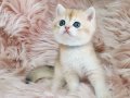 Full şecereli british Shorthair Ny12 