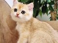 Golden Dişi Erkek Yavrular