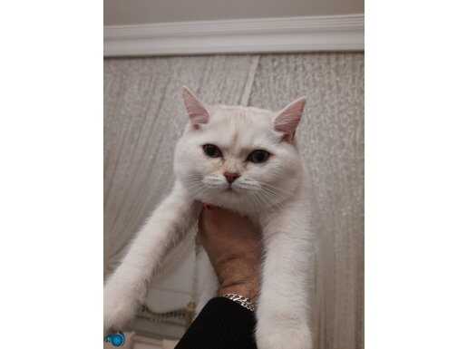 4 Aylık Dişi British Shorthair Golden