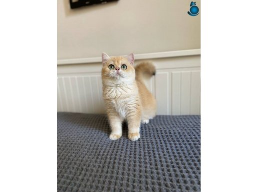 GOLDEN BEBEKLER 