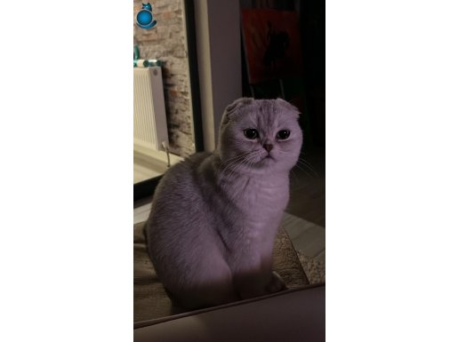 SCRLi SOYDAN SCOTTISH FOLD VE STRAIGHT SAHIPLNDRME- AÇIKLAMA