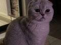 SCRLi SOYDAN SCOTTISH FOLD VE STRAIGHT SAHIPLNDRME- AÇIKLAMA