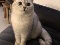 SCRLİ SOY SCOTTISH STRAIGHT SILVER SHADED KISIR SAHİPLENDRME