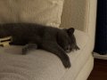 British Shorthair kızımıza bir yuvaya
