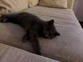 British Shorthair kızımıza bir yuvaya
