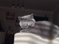 British Shorthair kızımıza bir yuvaya