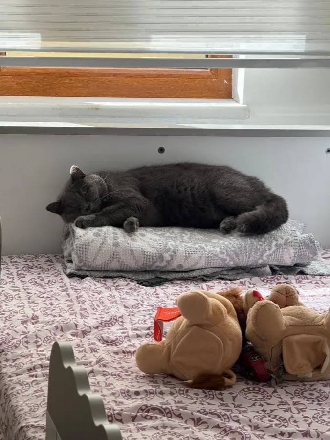 iyi bir aileye verilecek British Shorthair 