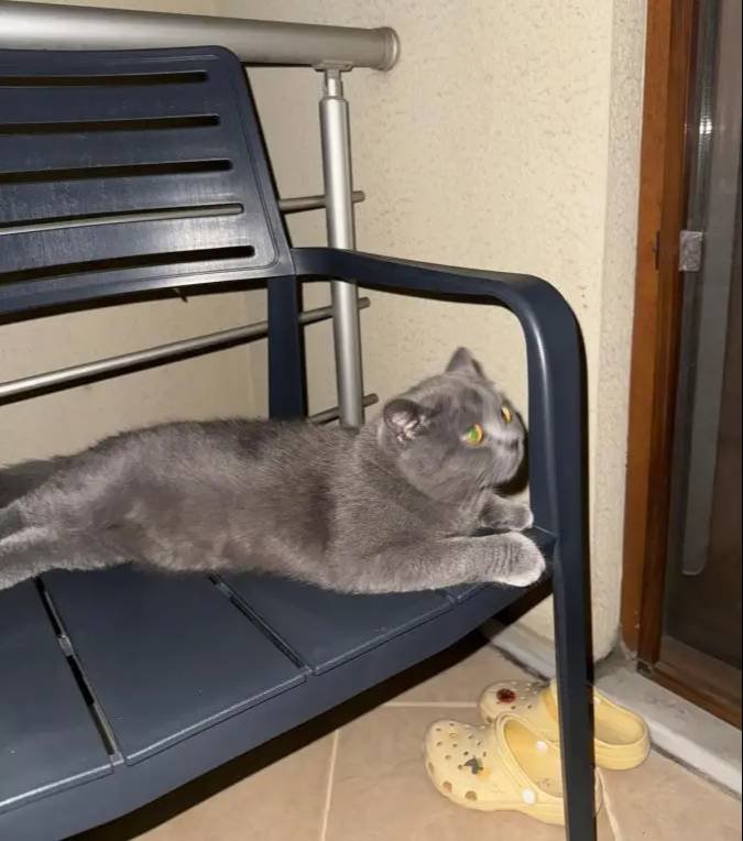 iyi bir aileye verilecek British Shorthair 