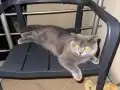 iyi bir aileye verilecek British Shorthair 