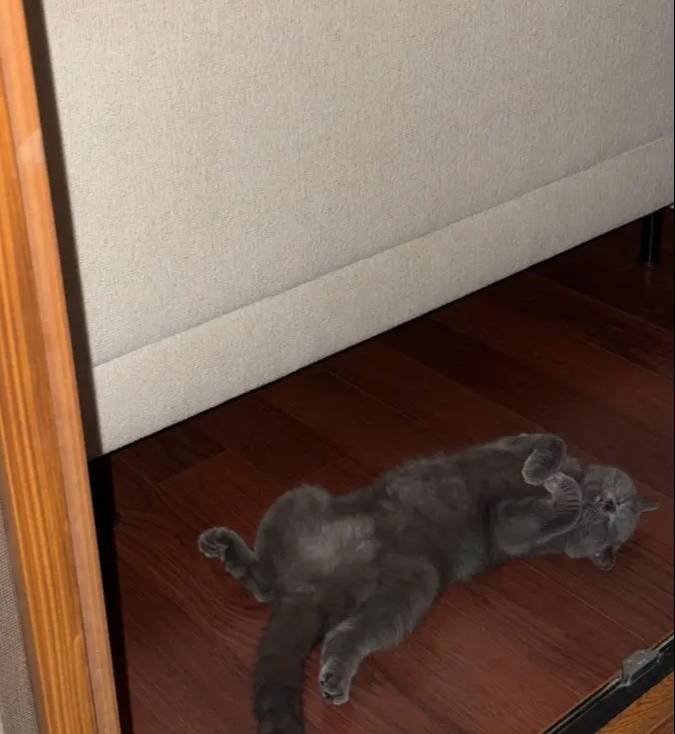 iyi bir aileye verilecek British Shorthair 