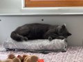 British Shorthair kızımıza bir yuvaya