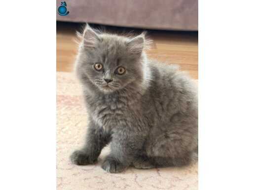 Çok akıllı minikler - 3 adet