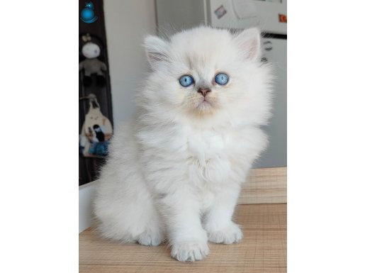 British Longhair Kedilerim 